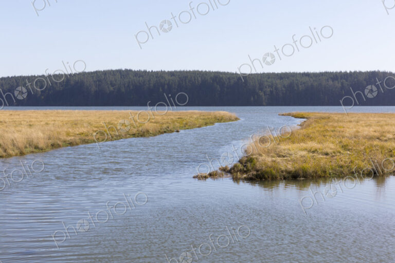 Intertidal wetland at high tide, field of marsh grasses in distance, Naselle River,…