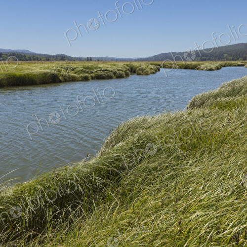 Intertidal wetland, estuary and vast fields of cordgrass Intertidal wetland, estuary and vast fields of cordgrass