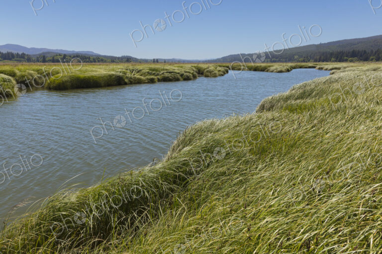 Intertidal wetland, estuary and vast fields of cordgrass