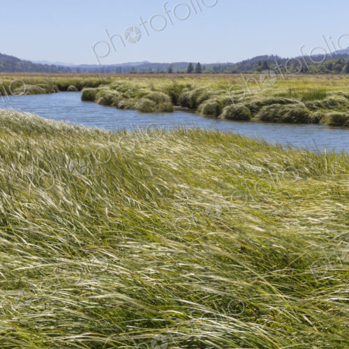 Intertidal wetland, estuary and vast fields of cordgrass Intertidal wetland, estuary and vast fields of cordgrass