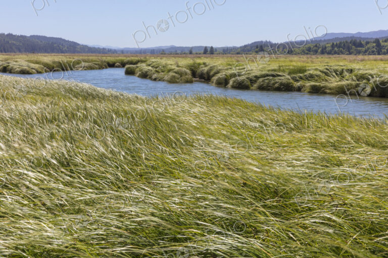 Intertidal wetland, estuary and vast fields of cordgrass