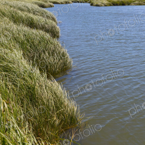 Intertidal wetland, estuary and vast fields of cordgrass Intertidal wetland, estuary and vast fields of cordgrass