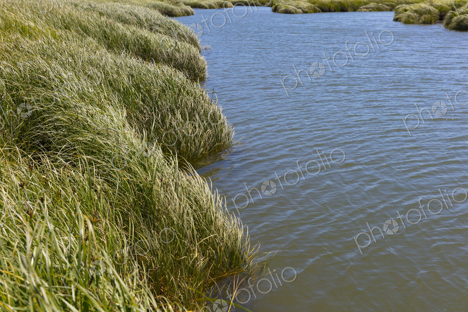 Intertidal wetland, estuary and vast fields of cordgrass