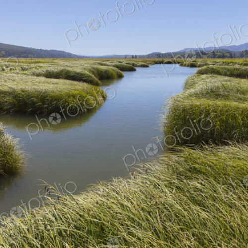 Intertidal wetland, estuary and vast fields of cordgrass Intertidal wetland, estuary and vast fields of cordgrass