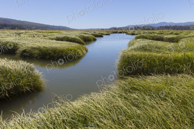 Intertidal wetland, estuary and vast fields of cordgrass