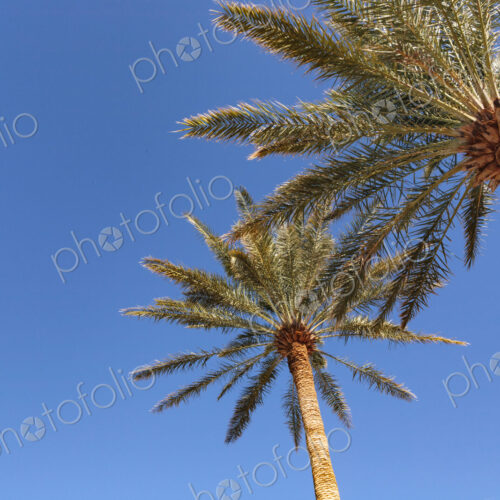 Invasive date palms in Death Valley, California, low angle view. Invasive date palms in Death Valley, California, low angle view.