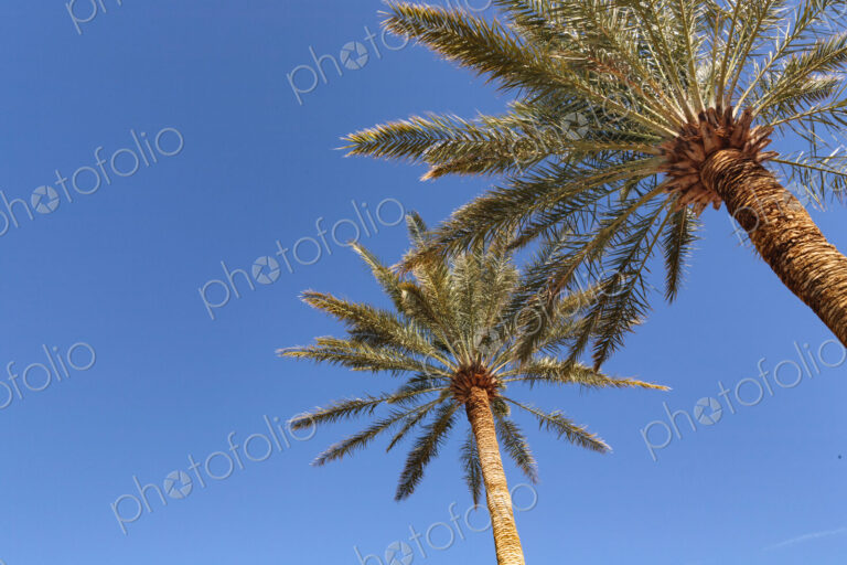 Invasive date palms in Death Valley, California, low angle view.