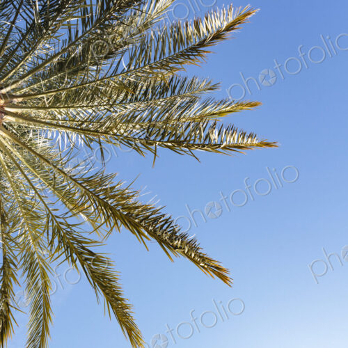 Invasive date palms in Death Valley, California, low angle view. Invasive date palms in Death Valley, California, low angle view.