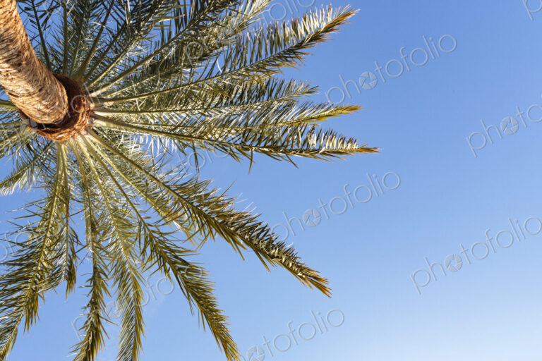Invasive date palms in Death Valley, California, low angle view.