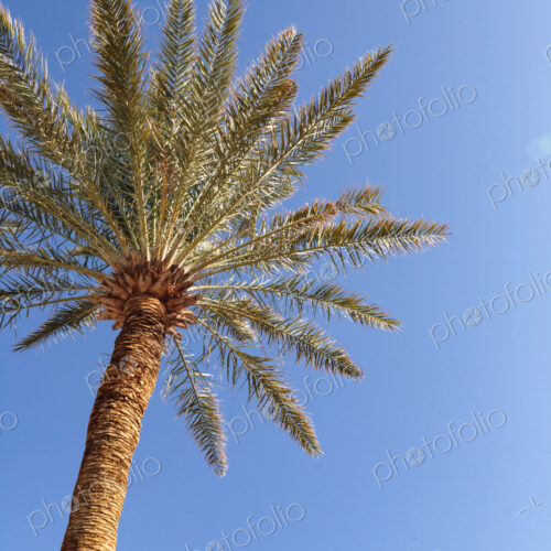 Invasive date palms in Death Valley, fronds against blue sky. Invasive date palms in Death Valley, fronds against blue sky.