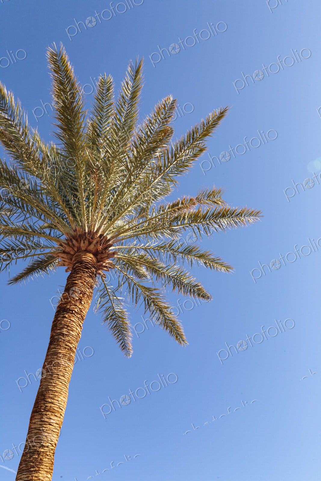 Invasive date palms in Death Valley, fronds against blue sky.