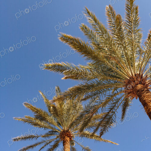 Invasive date palms in Death Valley, fronds against blue sky. Invasive date palms in Death Valley, fronds against blue sky.