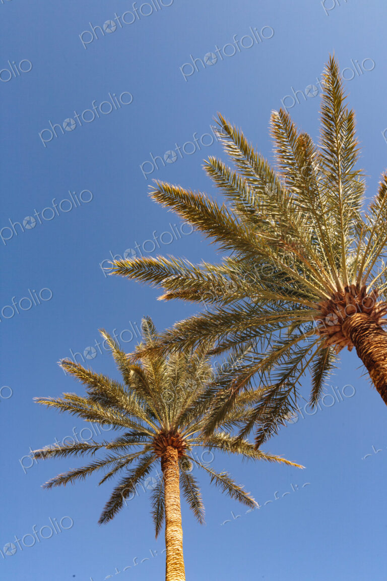 Invasive date palms in Death Valley, fronds against blue sky.