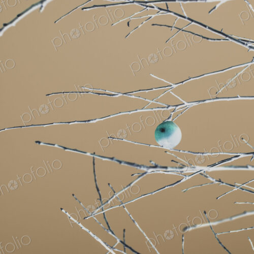 Inverted image, a single apple hanging on a branch in winter, brown background