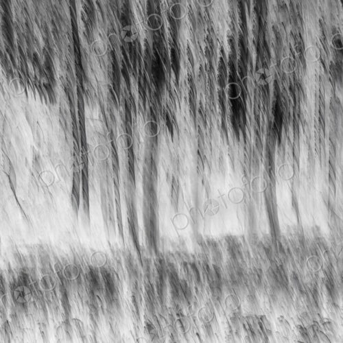 Inverted image of blurred aspen grove and meadow, near Leavenworth, Washington Inverted image of blurred aspen grove and meadow, near Leavenworth, Washington