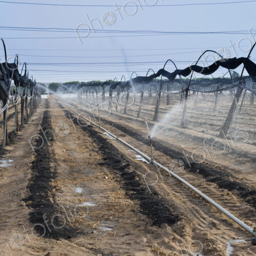 Irrigation on a Pepper Farm Irrigation on a Pepper Farm