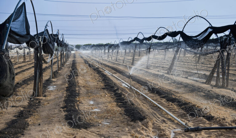 Irrigation on a Pepper Farm
