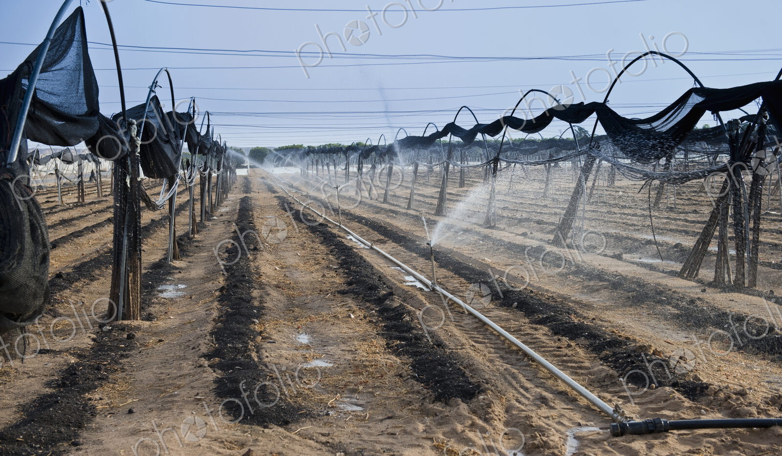 Irrigation on a Pepper Farm