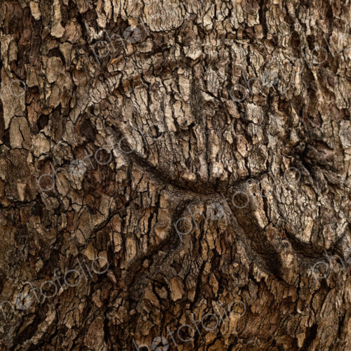 Jackalberry Tree Bark, Diospyros lycioides, close-up of textured bark of a Jackalberry… Jackalberry Tree Bark, Diospyros lycioides, close-up of textured bark of a Jackalberry…