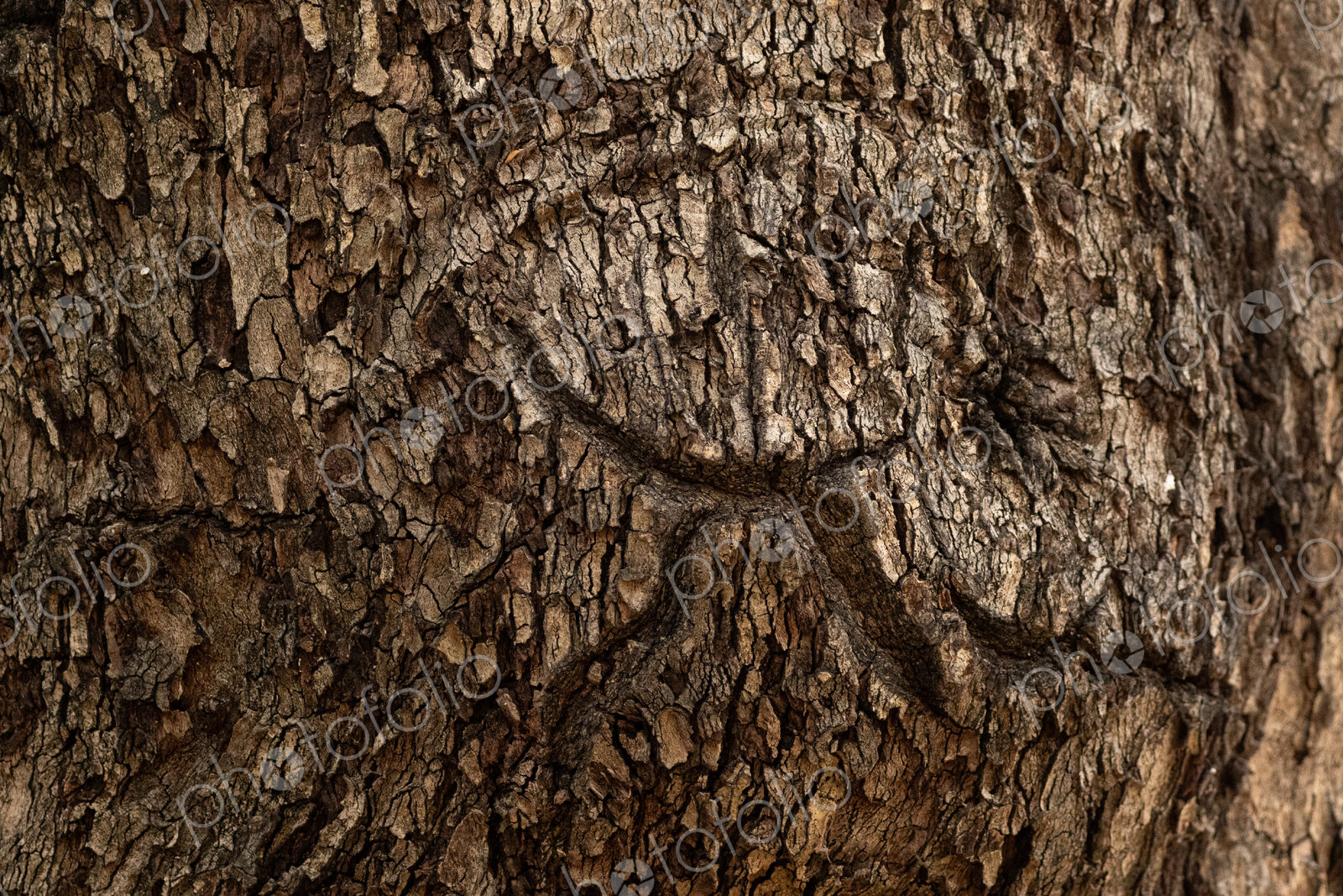 Jackalberry Tree Bark, Diospyros lycioides, close-up of textured bark of a Jackalberry…