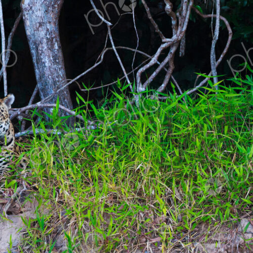 Jaguar, Panthera onca, Brazil Jaguar, Panthera onca, Brazil