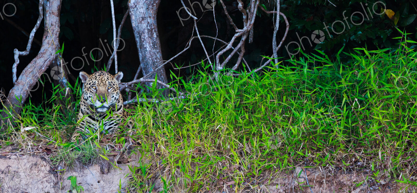 Jaguar, Panthera onca, Brazil