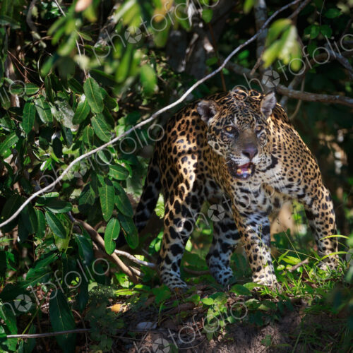 Jaguar, Panthera onca, Brazil Jaguar, Panthera onca, Brazil