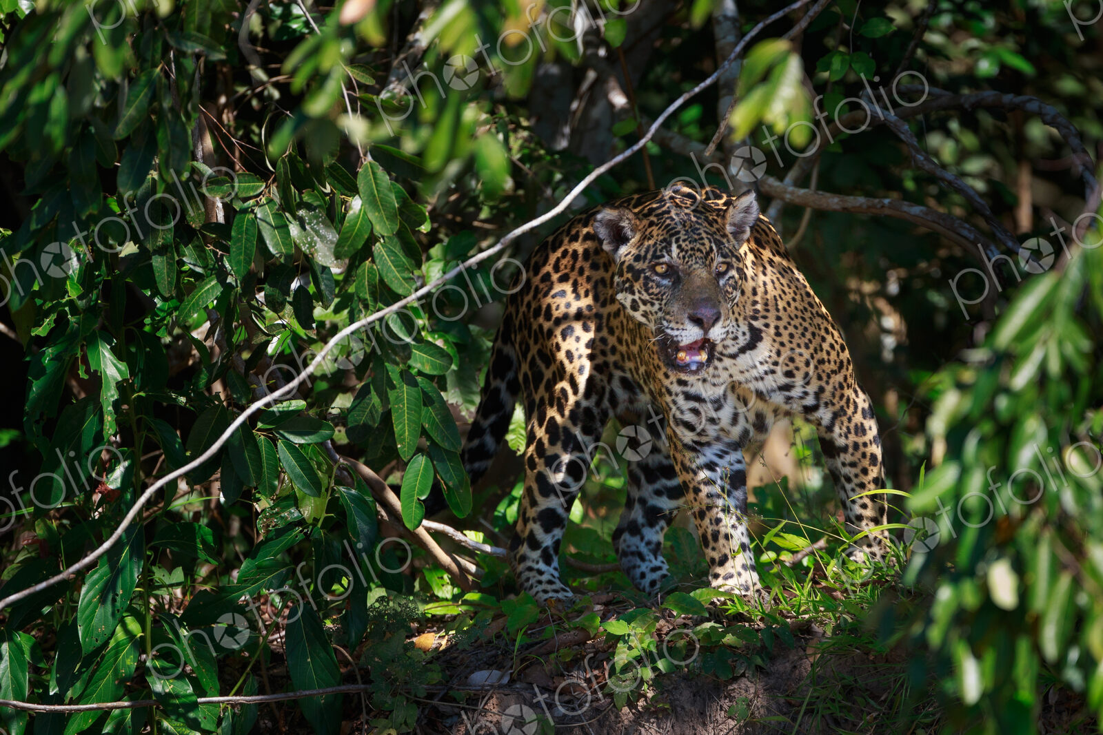 Jaguar, Panthera onca, Brazil