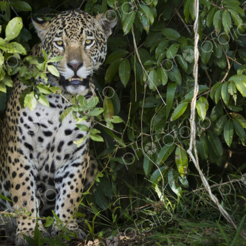 Jaguar, a young animal peering out from the foliage in the forest in Brazil Jaguar, a young animal peering out from the foliage in the forest in Brazil