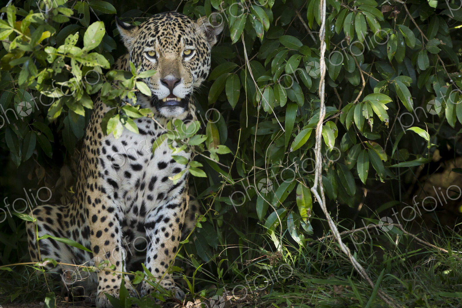 Jaguar, a young animal peering out from the foliage in the forest in Brazil