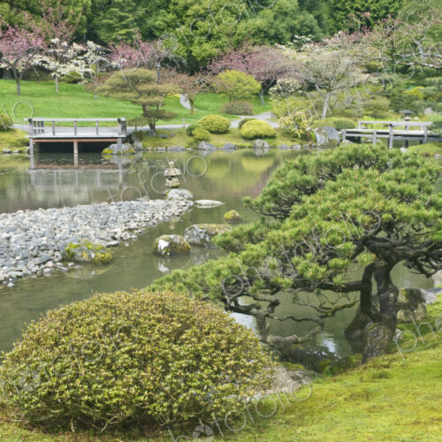 Japanese Arboretum Japanese Arboretum