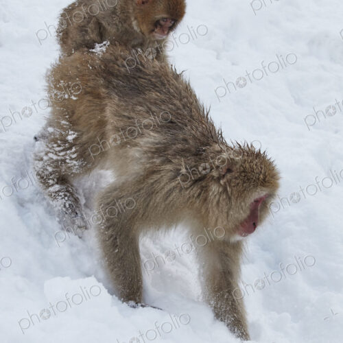 Japanese Macaque (Macaca fuscata), an adult snow monkey carrying its young on its back…