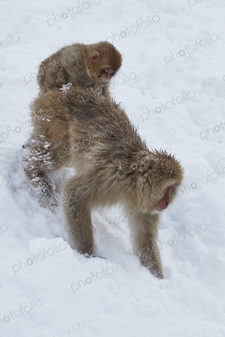 Japanese Macaque (Macaca fuscata), an adult snow monkey carrying its young on its back…