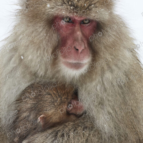 Japanese Macaque (Macaca fuscata) mother and young huddling together for warmth in the…