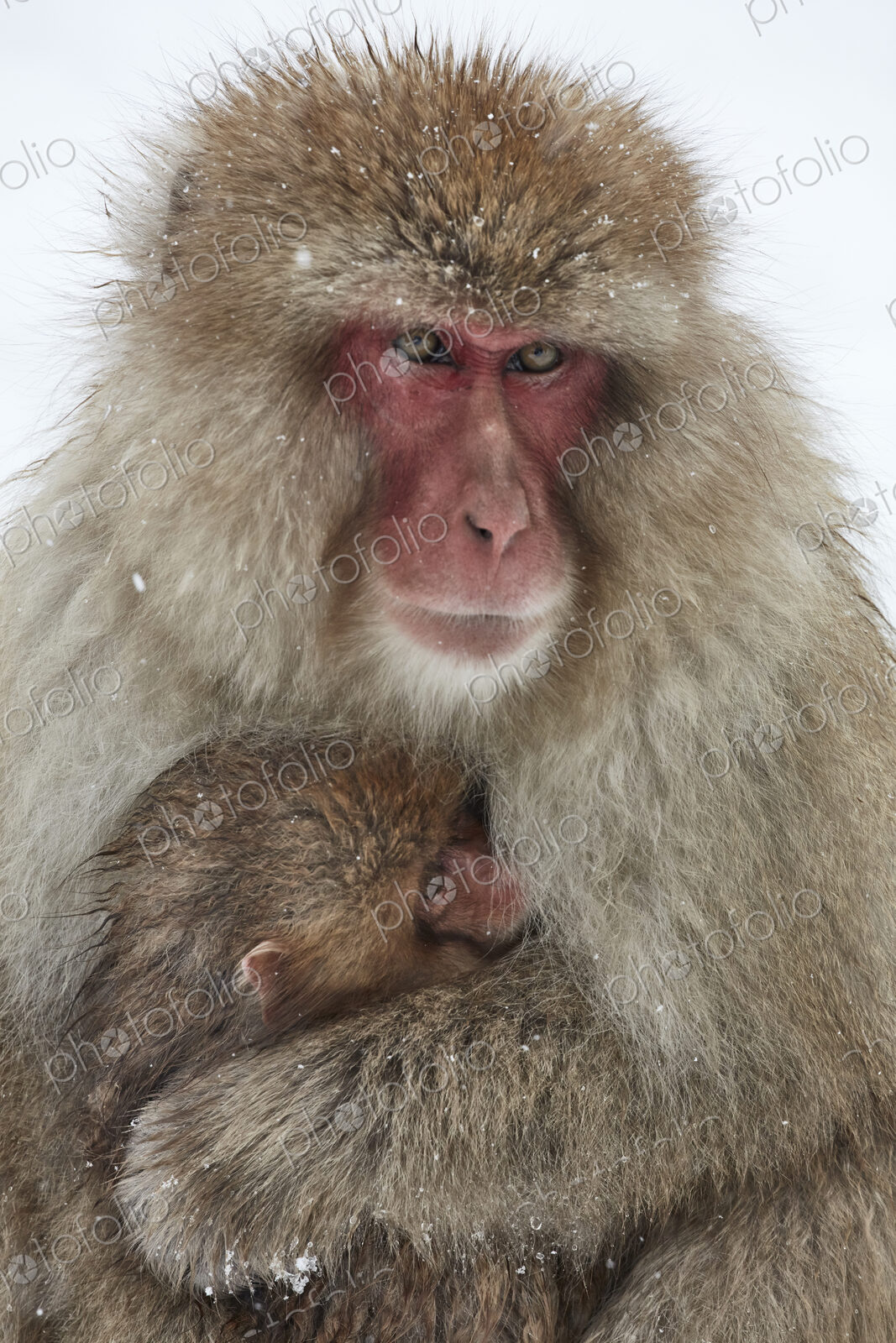 Japanese Macaque (Macaca fuscata) mother and young huddling together for warmth in the…
