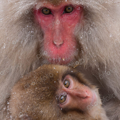 Japanese Macaques, Japanese Alps, Honshu Island, Japan
