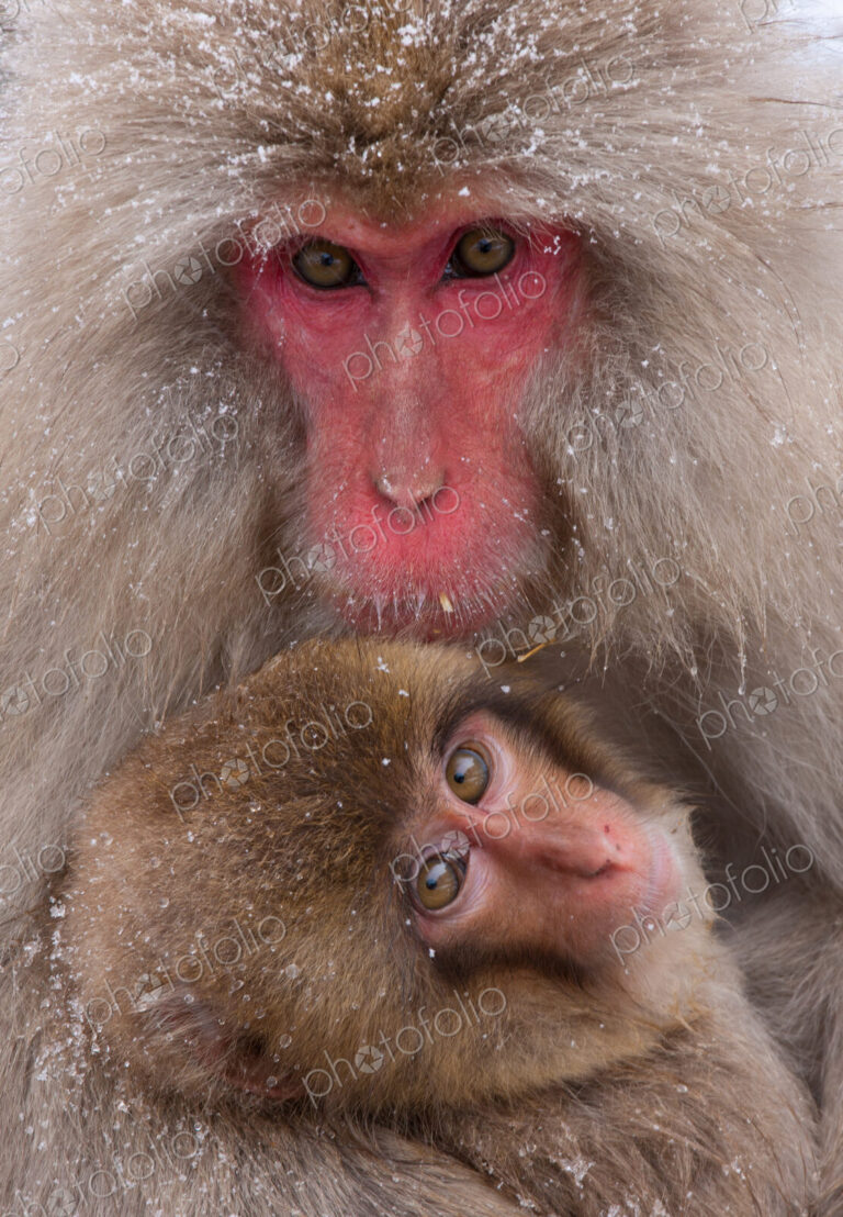 Japanese Macaques, Japanese Alps, Honshu Island, Japan
