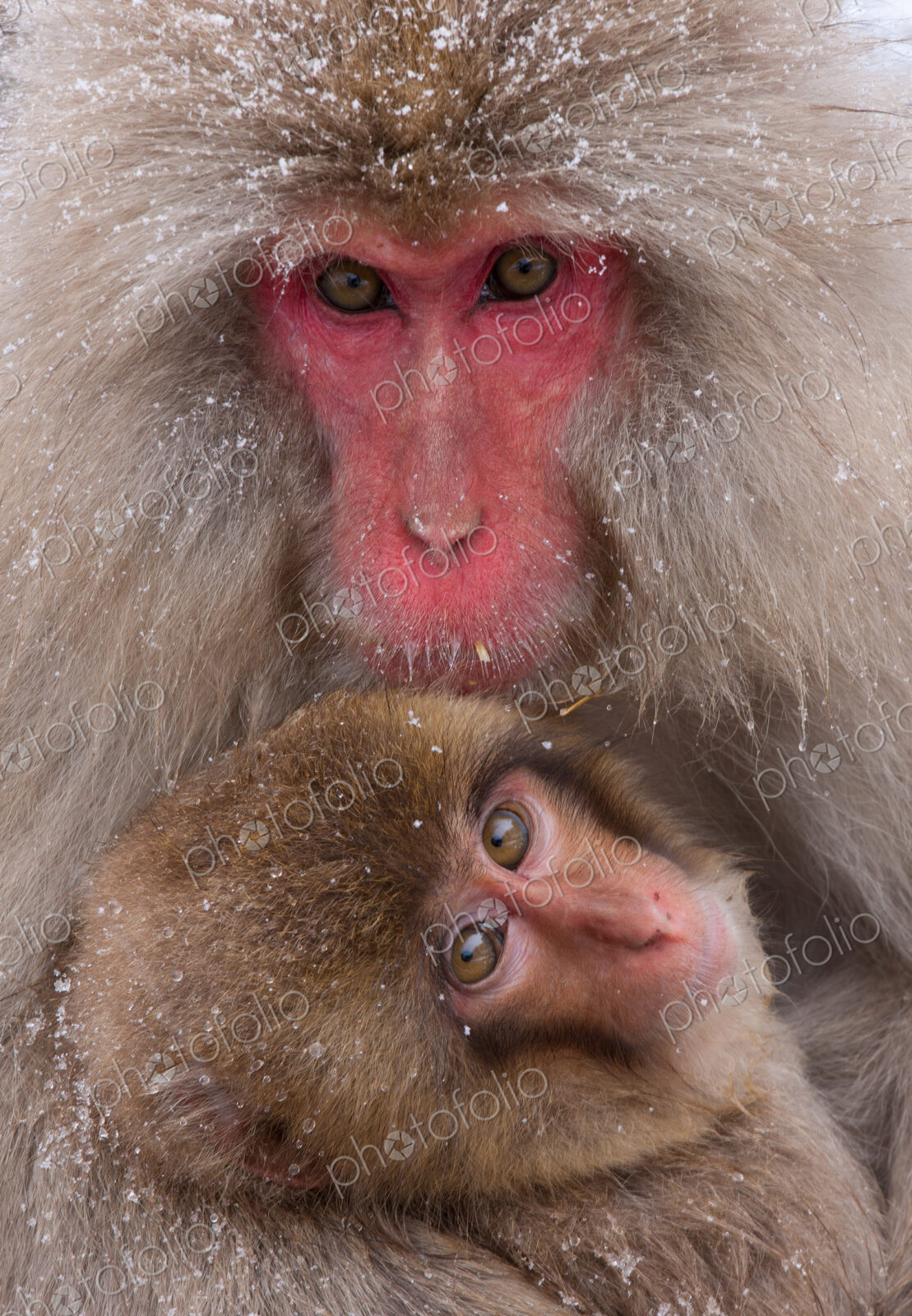 Japanese Macaques, Japanese Alps, Honshu Island, Japan