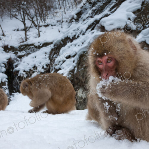 Japanese Macaques in the cold and snowo on Honshu island.