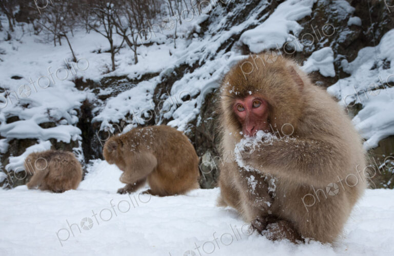 Japanese Macaques in the cold and snowo on Honshu island.