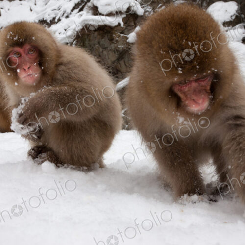 Japanese Macaques in the cold and snowo on Honshu island.