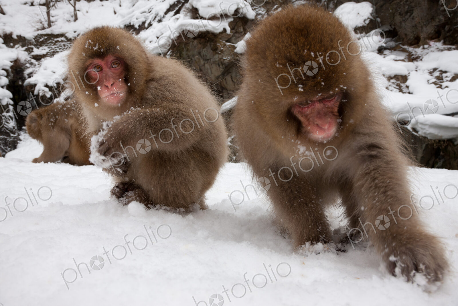 Japanese Macaques in the cold and snowo on Honshu island.