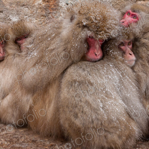 Japanese Macaques in the cold and snowo on Honshu island.