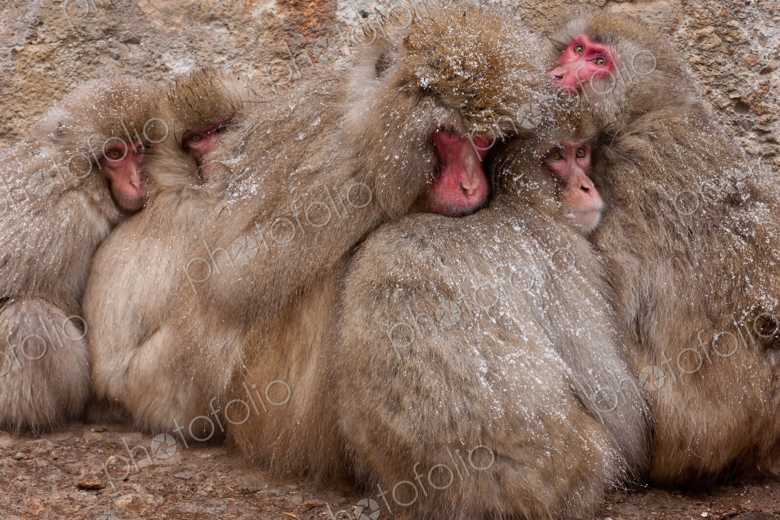 Japanese Macaques in the cold and snowo on Honshu island.