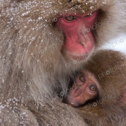 Japanese Macaques in the cold and snowo on Honshu island.