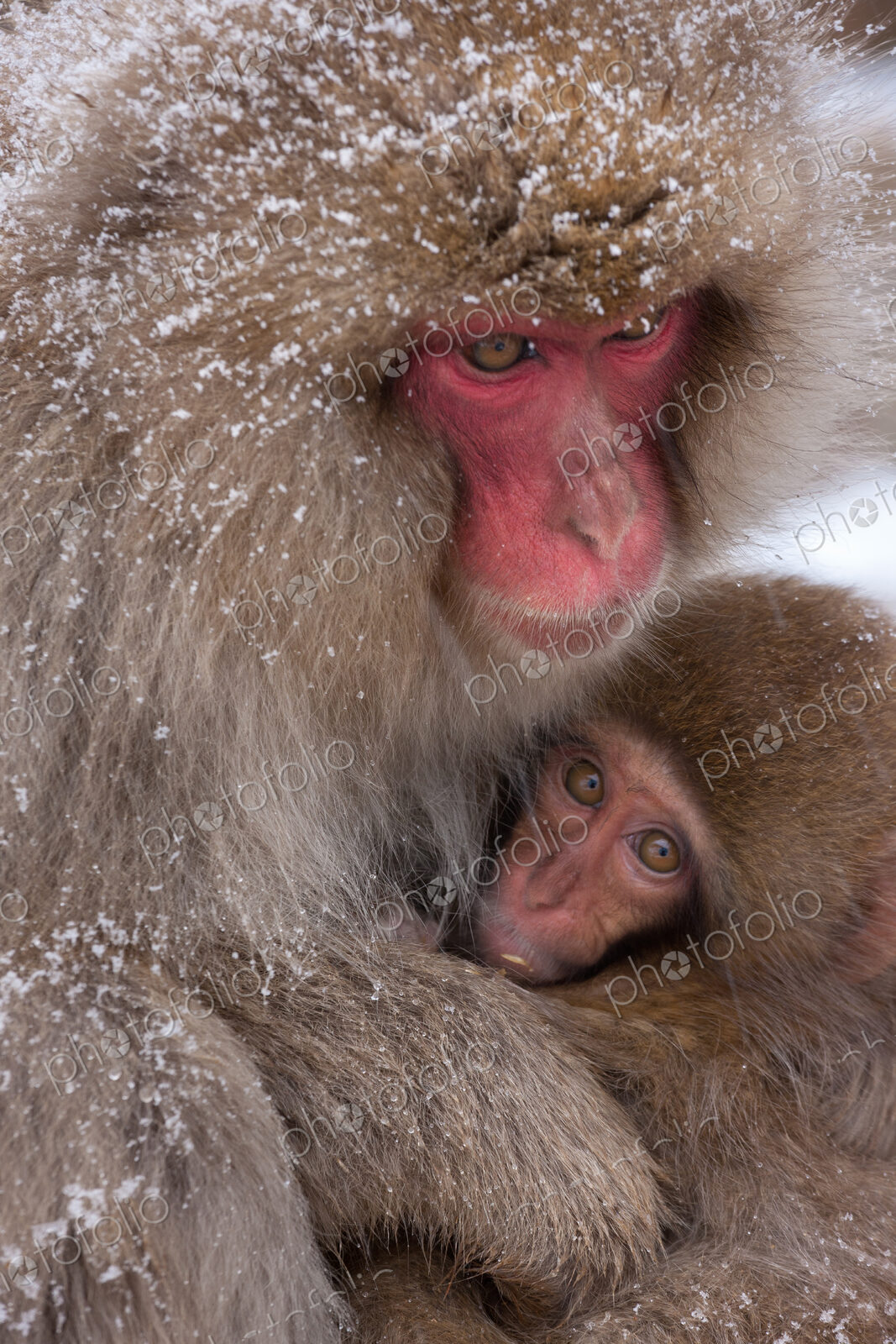 Japanese Macaques in the cold and snowo on Honshu island.