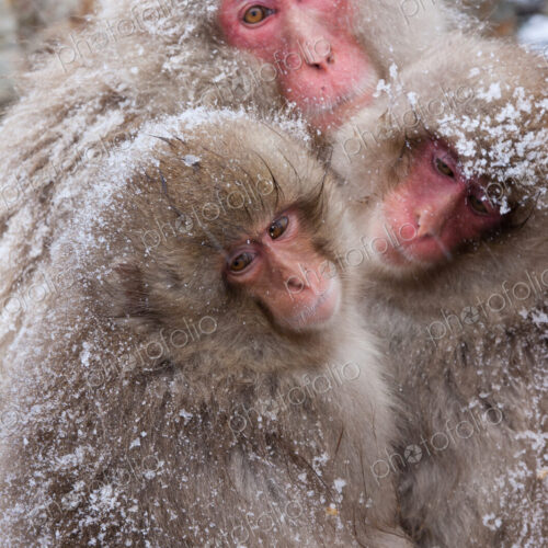 Japanese Macaques in the cold and snowo on Honshu island.