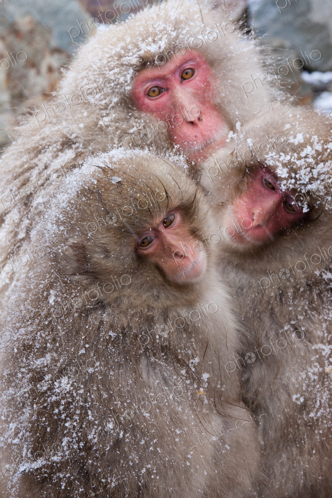 Japanese Macaques in the cold and snowo on Honshu island.