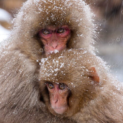 Japanese Macaques in the cold and snowo on Honshu island.