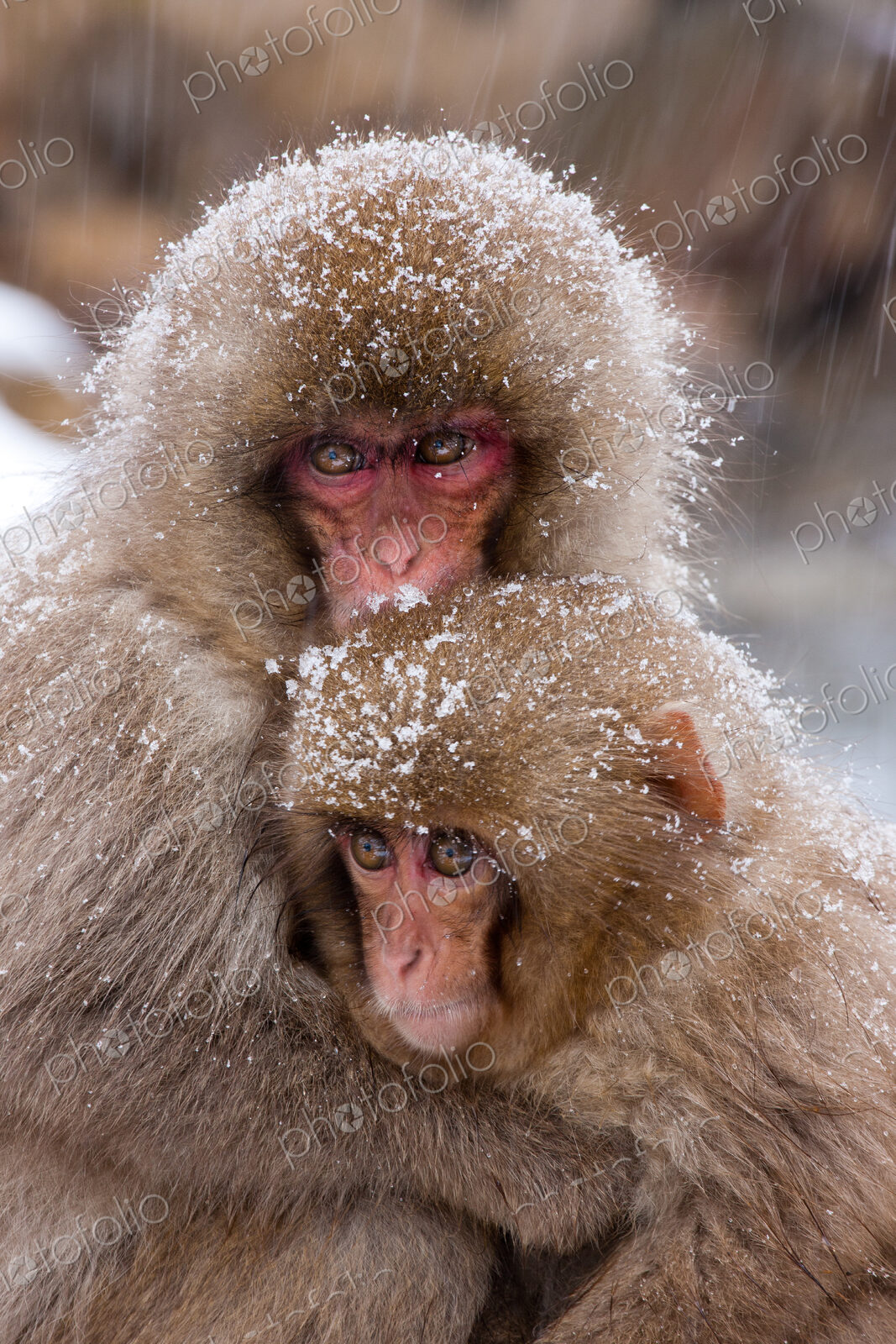 Japanese Macaques in the cold and snowo on Honshu island.